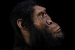 Quá bất ngờ diện mạo tổ tiên lâu đời nhất loài người