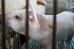 'Quá đắt, quá đắt, quá là đắt!' - Trung Quốc giữa khủng hoảng thịt lợn