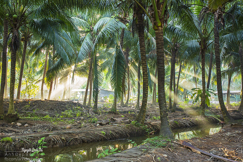 Bình minh xứ Dừa: Bình minh xứ Dừa với ánh nắng vàng rực rỡ sẽ làm tan đi muộn phiền. Hãy cùng nhau đắm mình vào khung cảnh thiên nhiên tuyệt đẹp và và tận hưởng giai điệu của đại dương.