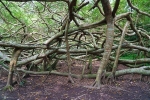 Cây cổ thụ có hàng nghìn rễ ở miền Tây