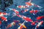 Thả hàng chục con cá Koi xuống sông Tô Lịch