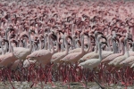 Hàng triệu hồng hạc lội giữa hồ nước hóa đá động vật