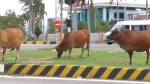 Tình trạng bò thả rông trong đô thị ở TP Đông Hà