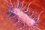 Vi khuẩn 'ăn thịt người' lây nhiễm như thế nào?