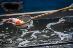 Cá Koi lờ đờ, chết ngửa bụng sau 2 ngày ở bể xử lý nước sông Tô Lịch