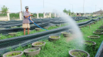 Quảng Ngãi: Hàng ngàn chậu hoa chuẩn bị Tết Nguyên đán 2020