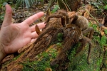 Thế giới động vật: Khóc ngất vì nhìn thấy 'quái vật' nhện đang xơi tái rắn độc Cobra