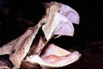 Loài rắn kịch độc nặng hơn 20 kg, nanh dài 5 cm, thân hình kỳ dị