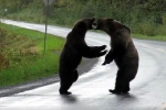 Phát hoảng vì gặp cặp gấu đại chiến giữa đường
