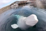 'Lỡ tay' làm rơi camera của người ta xuống nước, cậu cá voi beluga lặn xuống đáy mò tìm lại bằng được