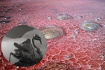 Bí ẩn về hồ nước tử thần khiến động vật 'hóa đá' khi rơi xuống
