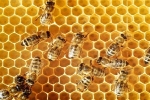 Vì sao ong xây tổ theo hình lục giác?