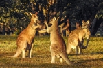 Australia truy lùng 'xe điên' tông chết 20 con kangaroo trong một đêm