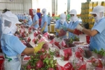 Rau quả Việt Nam xuất khẩu sang thị trường lớn nhất tiếp tục giảm