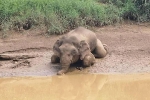 Cảnh tượng chú voi lùn quý hiếm chết trong đau đớn với hơn 70 vết đạn trên người do săn trộm gây ám ảnh