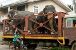 7 con voi trúng độc chết bí ẩn làm rúng động Sri Lanka