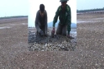 Hé lộ nguyên nhân khiến hơn 263 tấn ngao chết bất thường ở Hà Tĩnh