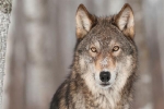 Chó sói lần đầu xuất hiện ở Bỉ sau 100 năm, nhưng có thể đã bị giết
