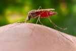 Vũ khí bí mật của Hitler: Dùng máy bay thả muỗi truyền bệnh sốt rét