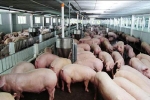 Sử dụng chất cấm trong thức ăn chăn nuôi sẽ bị phạt tối đa 100 triệu đồng