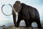 Tìm thấy dấu tích của voi ma mút cuối cùng sống cách đây 4000 năm