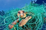 Chùm ảnh sinh vật biển đau đớn vì rác thải nhựa: Ám ảnh và đáng buồn