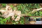 Phát hiện da rắn 7 đầu bên cạnh ngôi đền ở Ấn Độ