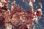 Hóa thạch gián độc trong khối hổ khách 130 triệu năm