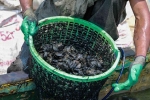 Bắt vẹm đen kiếm tiền triệu mỗi ngày ở ngã ba sông Hàn