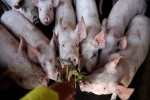 Bloomberg: Dịch tả lợn hoành hành khắp Đông Á, tại sao chỉ riêng Triều Tiên 'thoát nạn'?