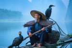 Nghệ thuật câu cá bằng chim cốc trên dòng Li Giang