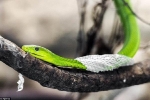 Tại sao loài rắn phải lột xác định kỳ?