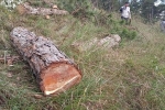 Thuê người phá rừng để lấn chiếm hơn 1.000 m2 đất