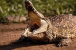 Cô gái Nam Phi chết vì bị cá sấu tấn công khi đang qua sông
