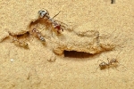 Loài kiến chạy nhanh như bay