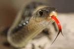 Giải mã bí ẩn: Chiếc lưỡi xẻ làm đôi của loài rắn đáng sợ nhất hành tinh