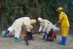 Giăng lưới lọc, thả vi sinh vật ăn dầu tại vùng nước sông Đà nhiễm bẩn