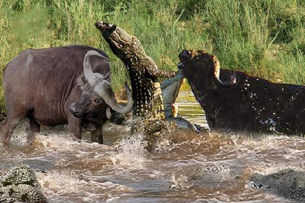 Thế giới động vật: Cá sấu chơi lớn, kéo cả trâu 1 tấn xuống giữa hồ, hồi ...