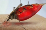Bao nhiêu con muỗi có thể hút cạn máu một người lớn?