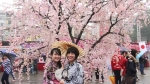 Hà Nội sẽ tổ chức Lễ hội hoa Anh Đào Nhật Bản vào đầu năm 2020