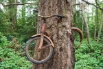Bí ẩn cây ăn xe đạp chưa có lời giải đáp