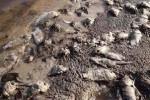 Cá chết hàng loạt nghi do ô nhiễm từ trại lợn