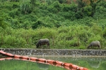 Chăn thả gia súc ở khu vực kênh dẫn nước nhà máy nước sạch sông Đà