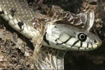 Tại sao loài rắn lột xác nhiều lần trong đời?