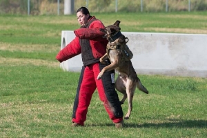 Mỹ mất 50.000 USD huấn luyện một con chó nghiệp vụ