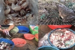 Rợn người với hình ảnh ếch Trung Quốc 'ngập' sán bán ở chợ dân sinh: Khuyến cáo từ chuyên gia khi chế biến và ăn thịt ếch