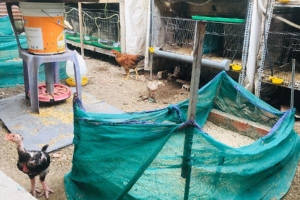 Gia đình Sài Gòn nuôi gà trên 10 ngôi mộ người thân trước cửa nhà
