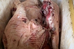 Kinh doanh thịt nhiễm tả lợn Châu Phi, bị công an mật phục bắt