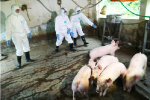 Việt Nam giữ được đàn lợn giống trong dịch tả châu Phi