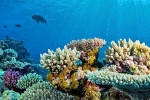 Nghiên cứu về san hô đi ngược lại giả thuyết khoa học lâu nay